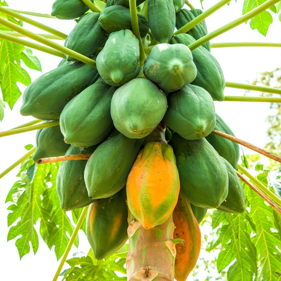 Saksıda Papaya Ağacı Fidanı (50-90 cm)