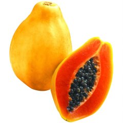 Saksıda Papaya Ağacı Fidanı (50-90 cm)