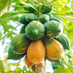 Saksıda Papaya Ağacı Fidanı (50-90 cm)