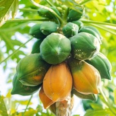 Saksıda Papaya Ağacı Fidanı (50-90 cm)