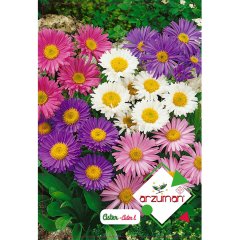 Karışık Renkli Aster Çiçeği Tohumu-50 Adet