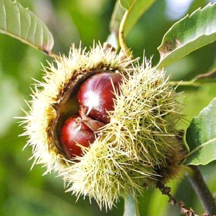 Tüplü Yöresel Kemer Kestane Ağacı Fidanı