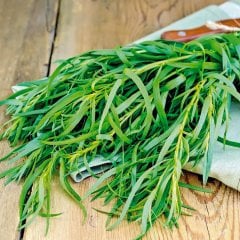 Artemisia Pfefferkorn Anason Aromalı Tarhun Otu Fidesi-3 Adet