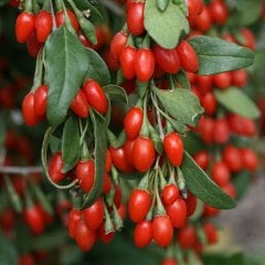Saksıda Kırmızı Goji Berry Kurt Üzümü Meyve Verme Durumunda