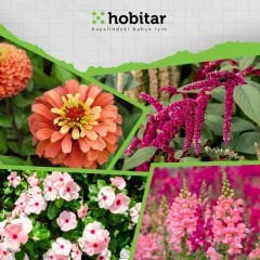 Hobitar Gökkuşağı Bahçesi Çiçek Tohumu Paketi - 4 Çeşit Çiçek Tohumu