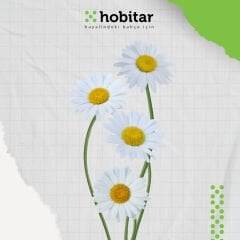 Hobitar Alman Papatyası Çiçek Tohumu - 375 Adet