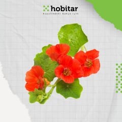 Hobitar Karışık Renkli Latin Çiçeği - 24 Adet