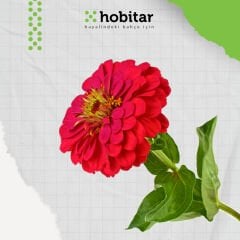 Hobitar Kirli Hanım Çiçeği Tohumu - 150 Adet