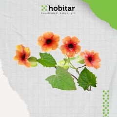 Hobitar Tungerbiya Çiçek Tohumu - 10 Adet