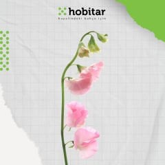 Hobitar Nazende Çiçeği Tohumu - 12 Adet
