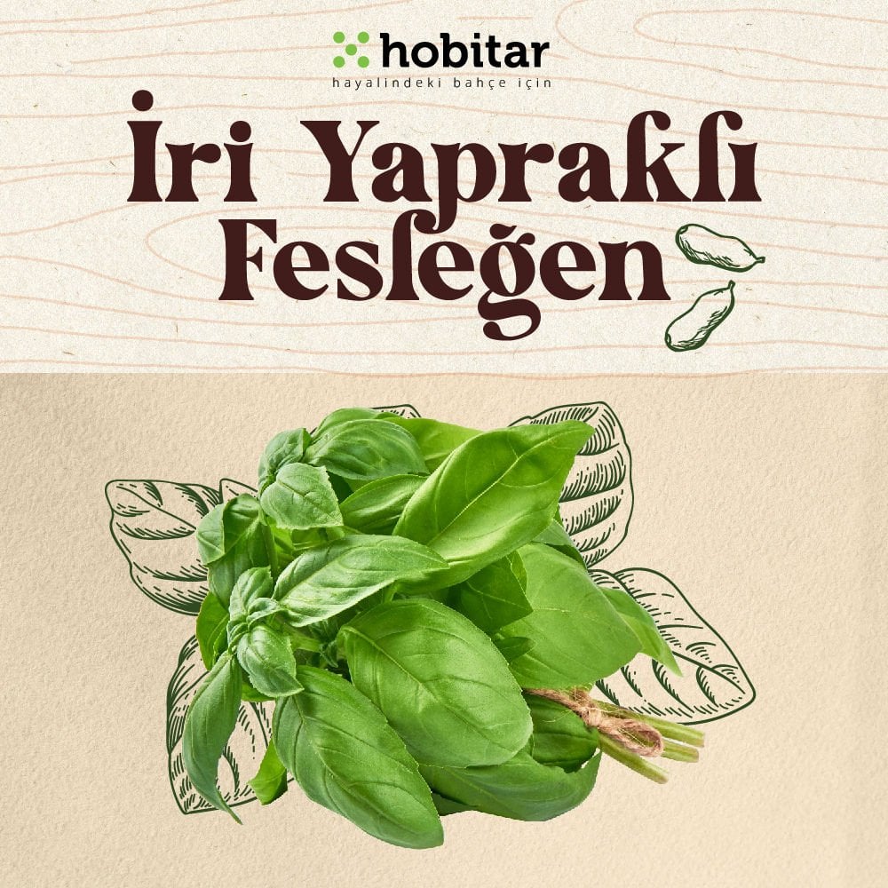 Hobitar İri Yapraklı Fesleğen Tohumu