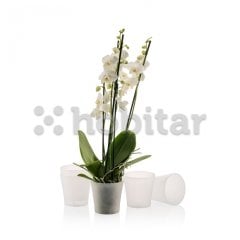 Poliwork Gardenya Orkide Saksı 1,2 Litre Şeffaf
