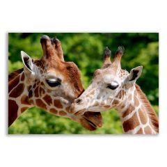 Zürafa Çifti Tablosu  - ANL113