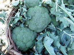 Genta Prestige Brokoli