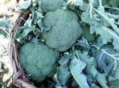 Genta Prestige Brokoli