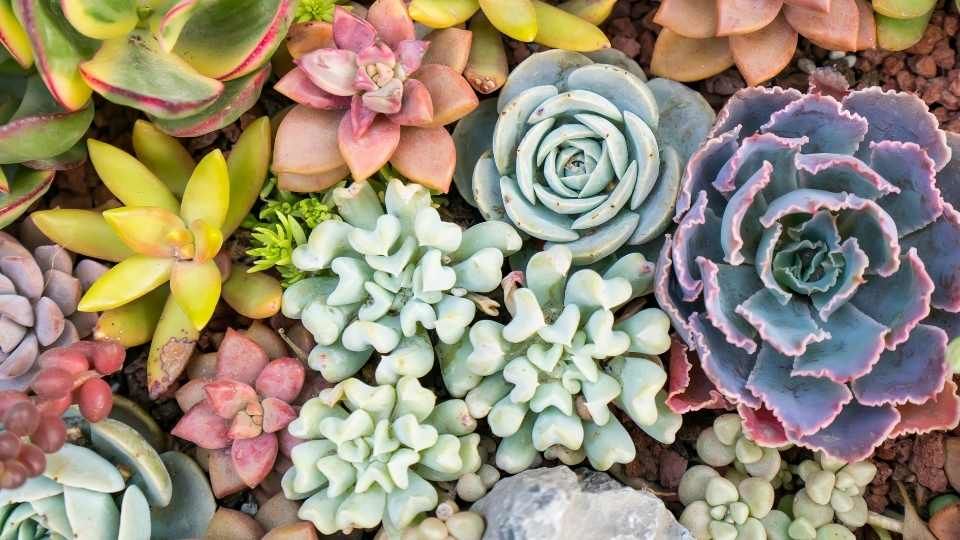 Sukulent Nedir? Ev Dekorasyonunda Sukulent Bakımı