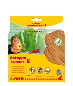 Sera Catappa Yaprağı S 14 Cm (10 Adet)