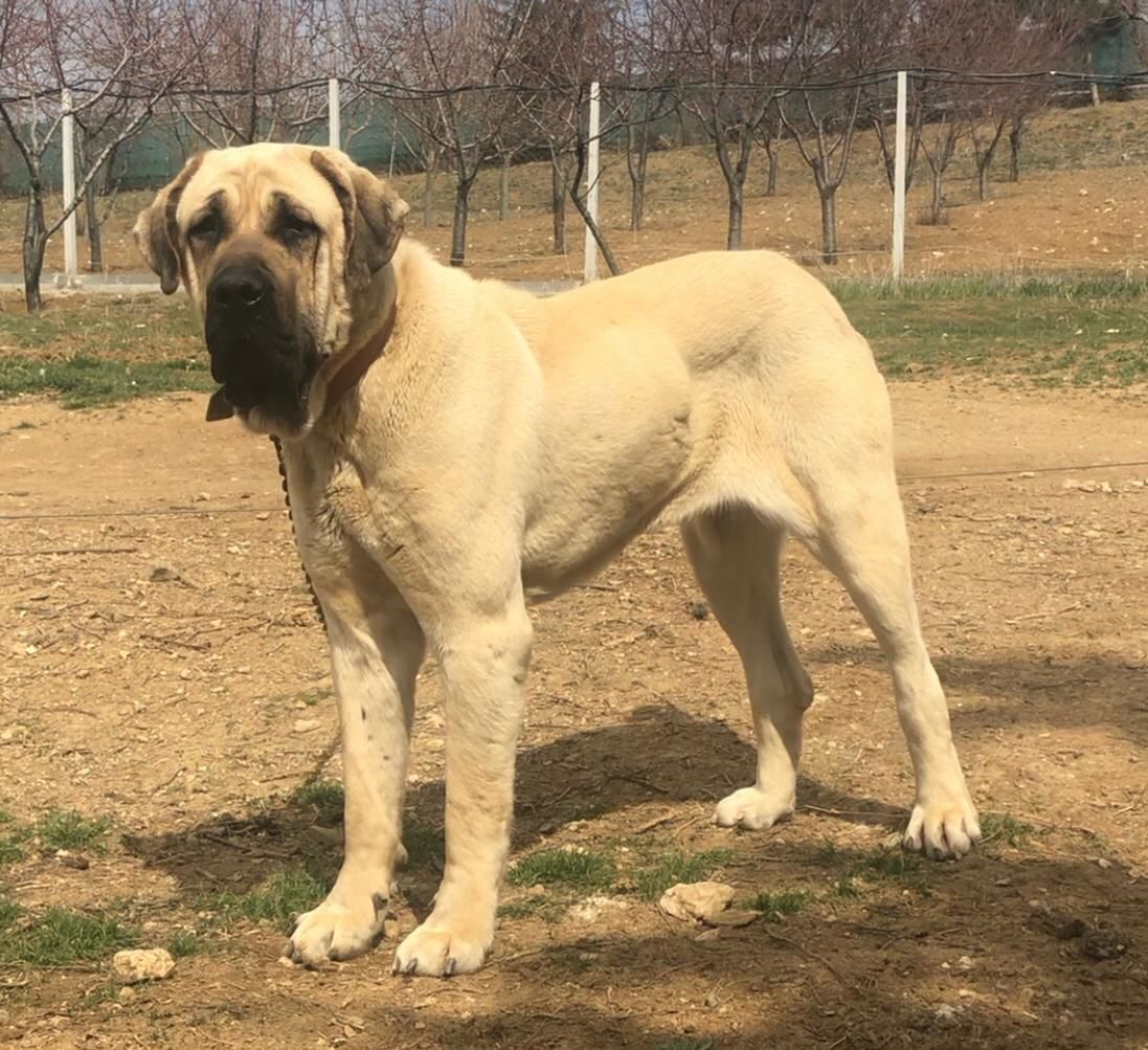 Türk Çoban Köpeği Malaklı