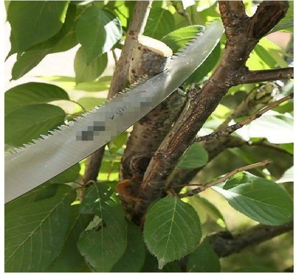AĞAÇ SAP BUDAMA TESTERESİ - GREENPR64360