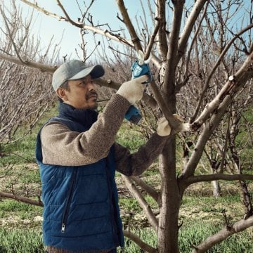 Bosch Akülü Bahçe Makası Pro Pruner (Aküsüz) - 06019K1020
