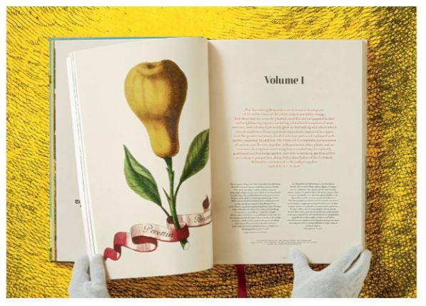 J. C. Volkamer. The Book of Citrus Fruits XXL