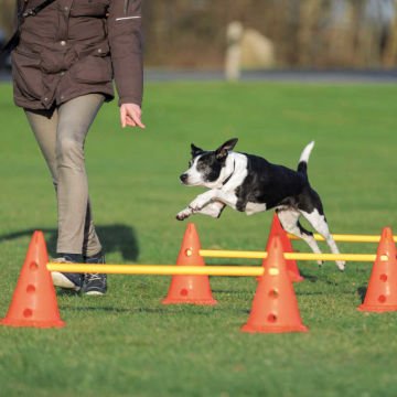 Trixie Köpek Agility Oyuncağı 3 Adet 23X30cm 78cm