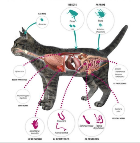 Kedilerde İç ve Dış Parazit