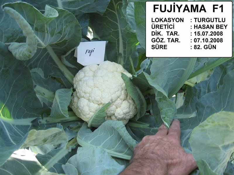 Fujiyama F1 Karnabahar Fidesi