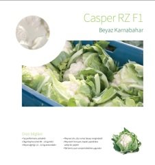 Casper RZ F1 Karnabahar Fidesi