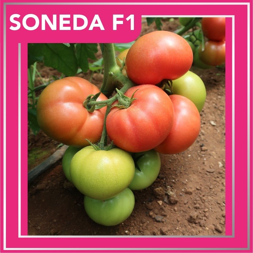 Soneda F1 Pembe Domates Fidesi