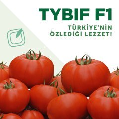 Tybif F1 Beef Domates Fidesi