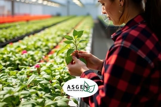 Bitki Beslemede Sık Yapılan Hatalar ve Doğru Bilinen Yanlışlar