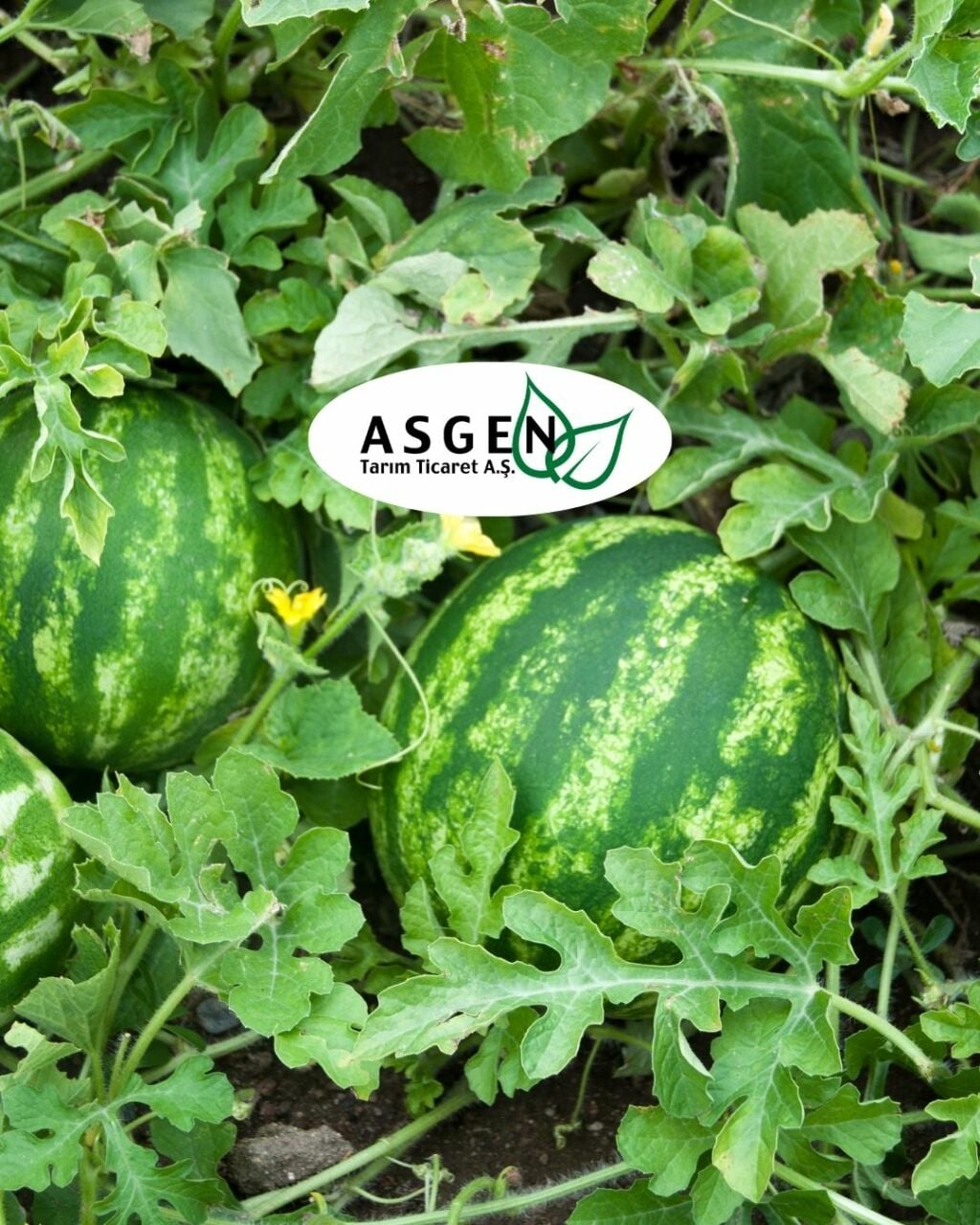 Karpuz Tohumu Nasıl Ekilir?