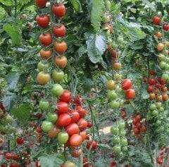 Asmin 07 F1 Domates Tohumu