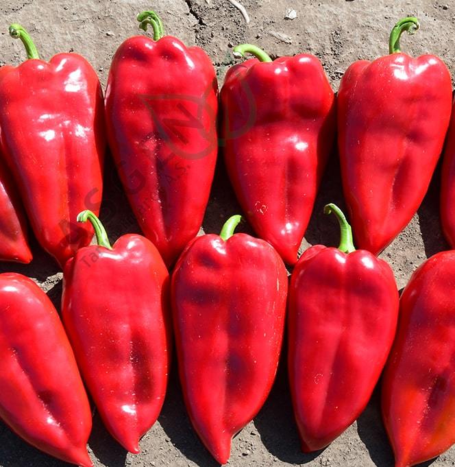 Postal Kapya Biber Tohumu