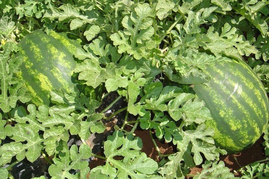 Crimson Sweet Karpuz Tohumu