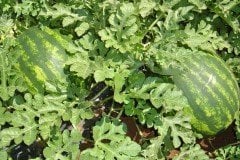 Crimson Sweet Karpuz Tohumu