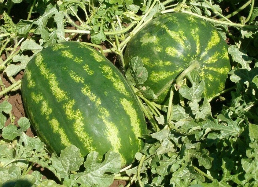 Avira F1 Karpuz Tohumu