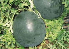 Askara F1 Karpuz Tohumu