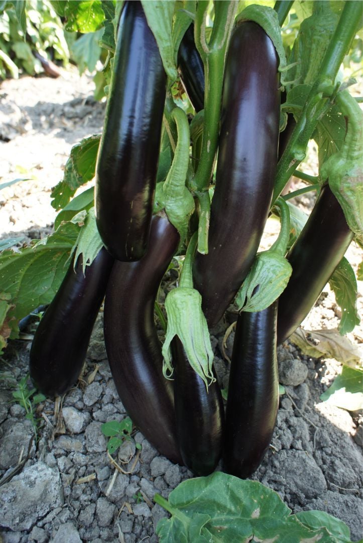 Aydın Siyahı Patlıcan Tohumu