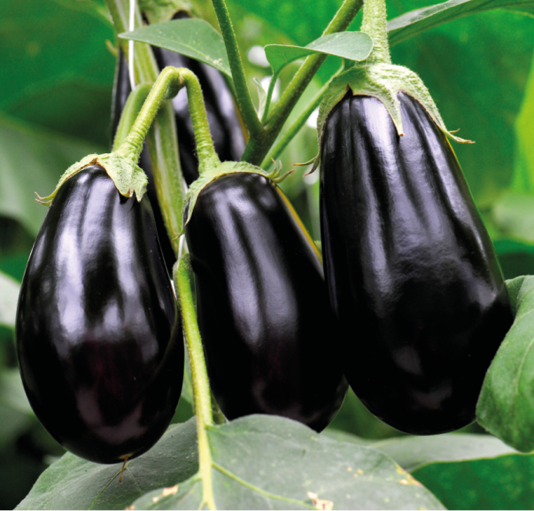 Topan Patlıcan Tohumu