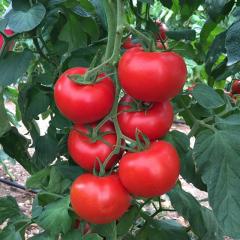 Asude F1 Domates Tohumu