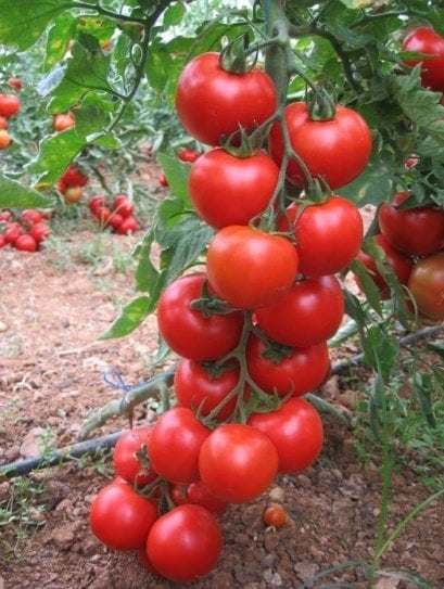 Alista F1 Domates Tohumu