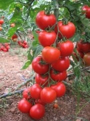 Alista F1 Domates Tohumu