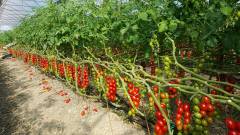 Beste F1 Domates Tohumu