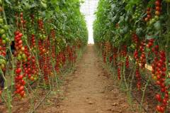 Beste F1 Domates Tohumu