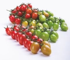 Beste F1 Domates Tohumu