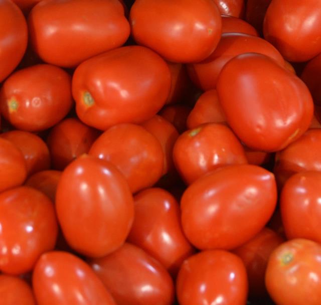 Tosca F1 Domates Tohumu