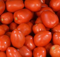 Tosca F1 Domates Tohumu
