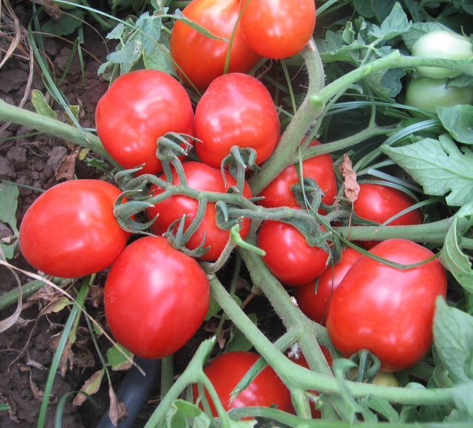 Tempra F1 Domates Tohumu